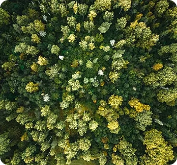 Aerial view of a trees in a vegetation.